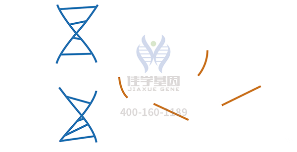 <b>【Trust科技基因检测</b>